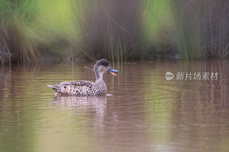 灰色蓝绿色(Anas gracilis)